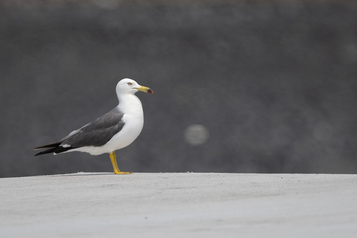 Black-tailed Gull - ML638211044