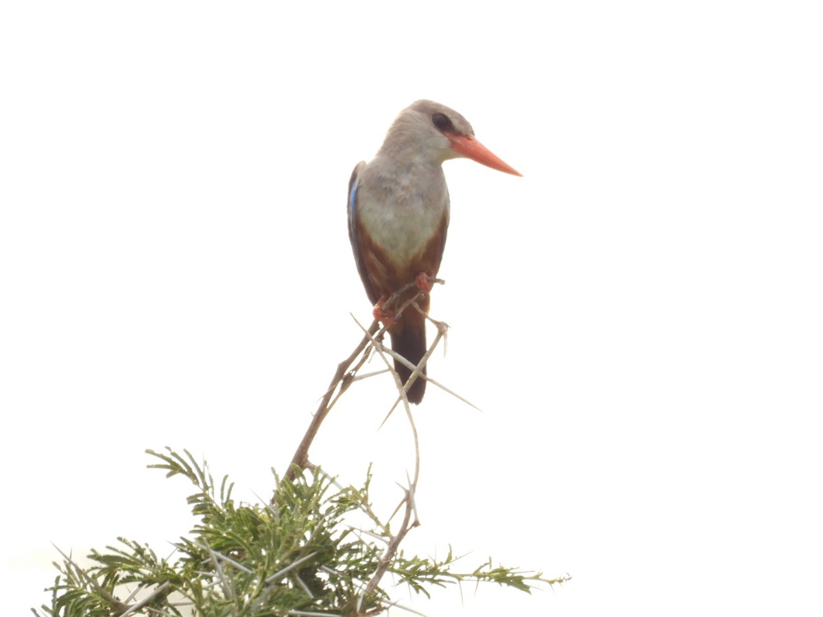 Gray-headed Kingfisher - ML638211050