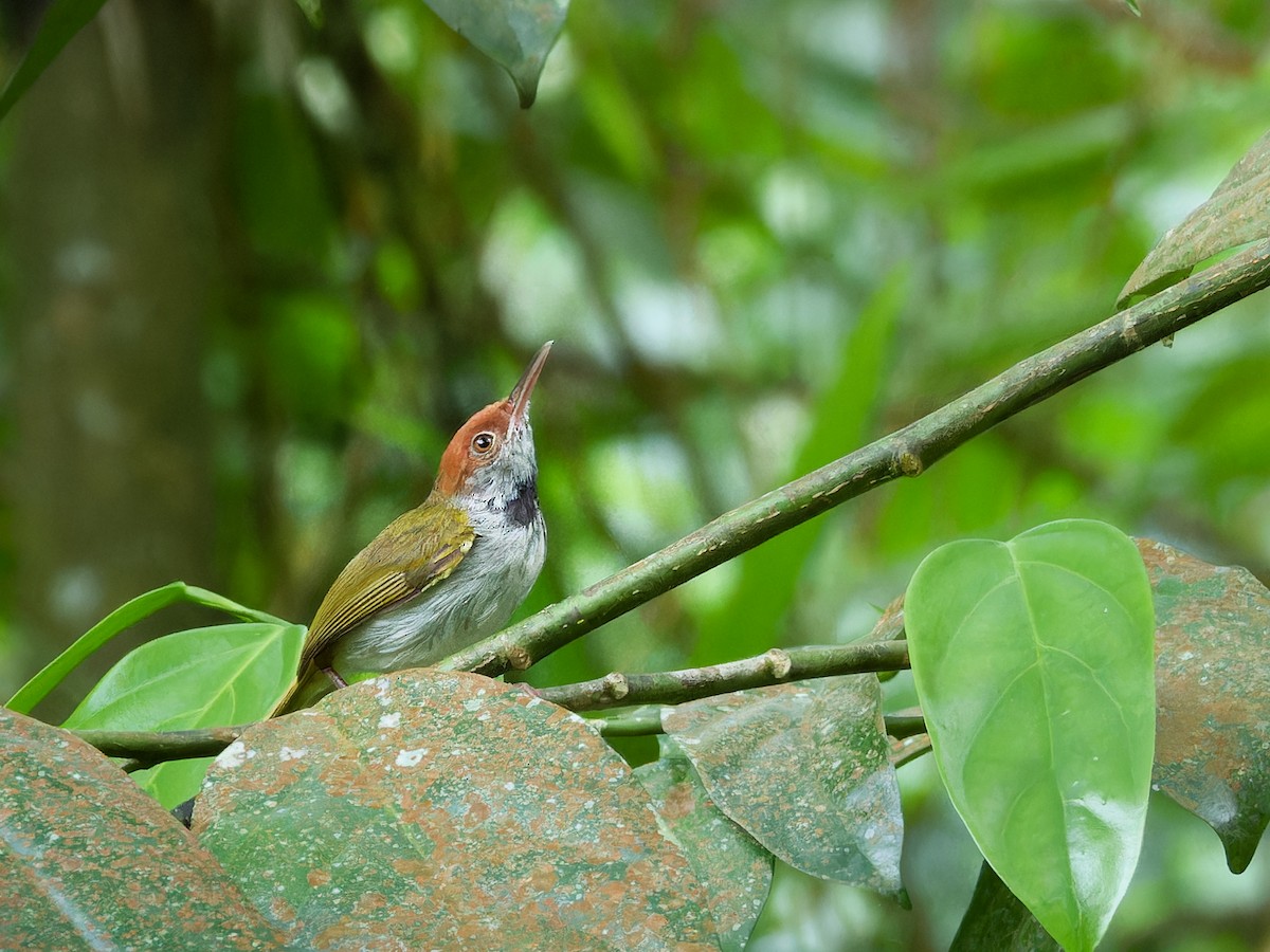 Dark-necked Tailorbird - ML638211052