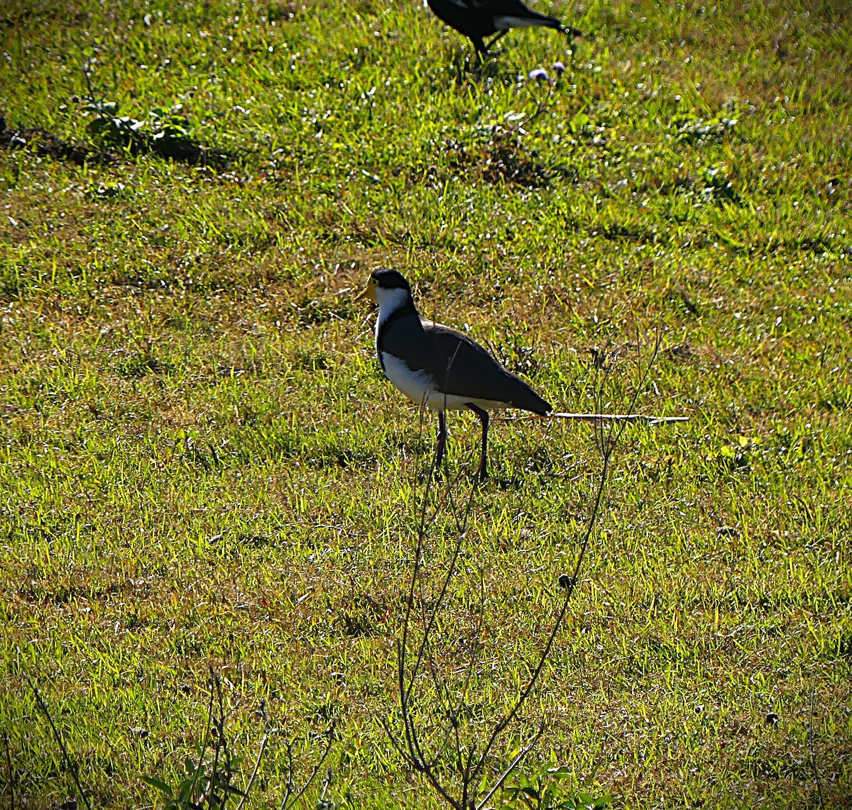 Masked Lapwing - ML638211056