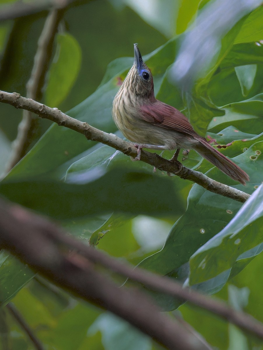 Pin-striped Tit-Babbler - ML638211074