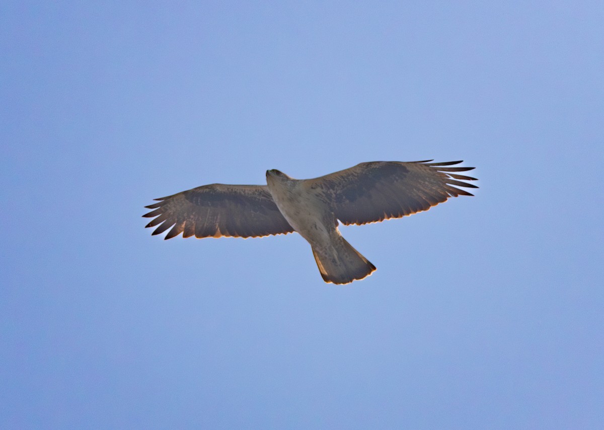 Bonelli's Eagle - ML638211075
