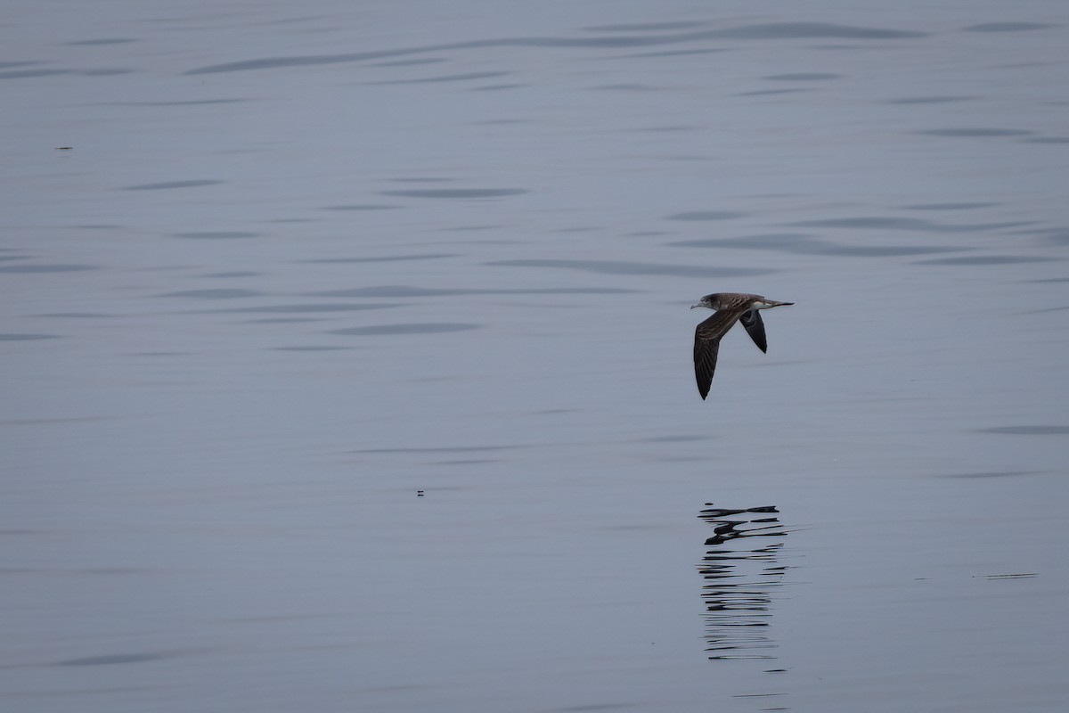 Streaked Shearwater - ML638211079