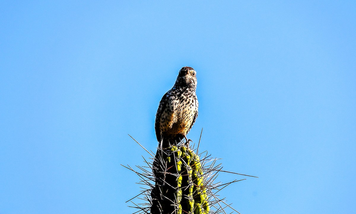 Cactus Wren - ML638211090