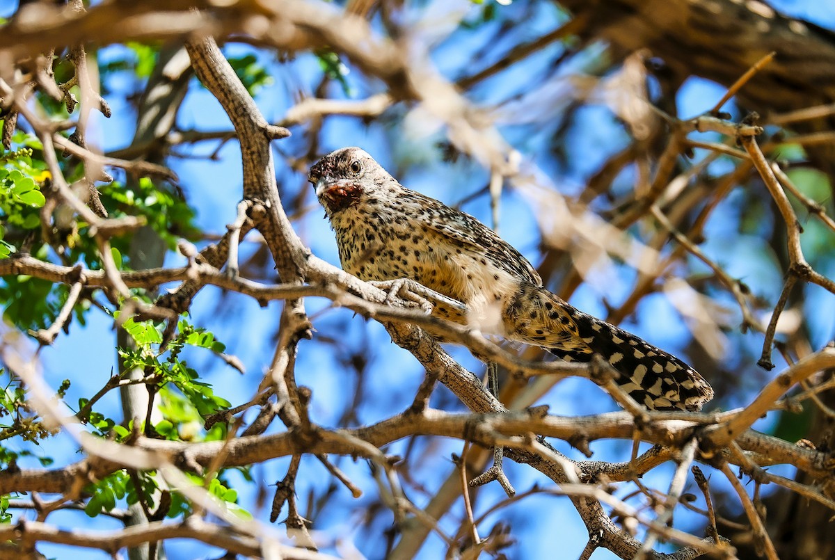 Cactus Wren - ML638211091