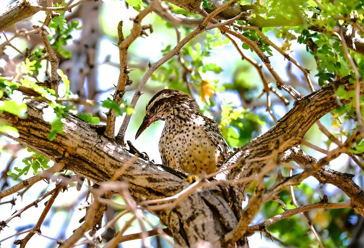 Cactus Wren - ML638211093