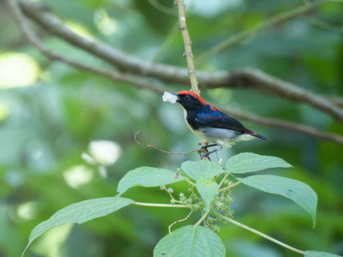 Scarlet-backed Flowerpecker - ML638211097