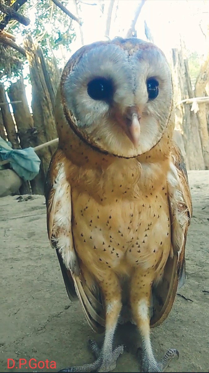 Eastern Barn Owl - ML638211100