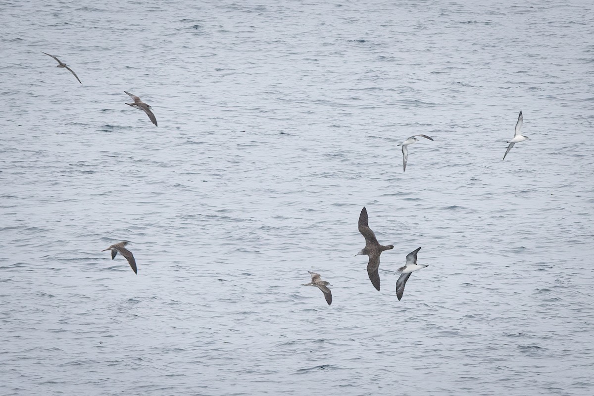 Streaked Shearwater - ML638211103