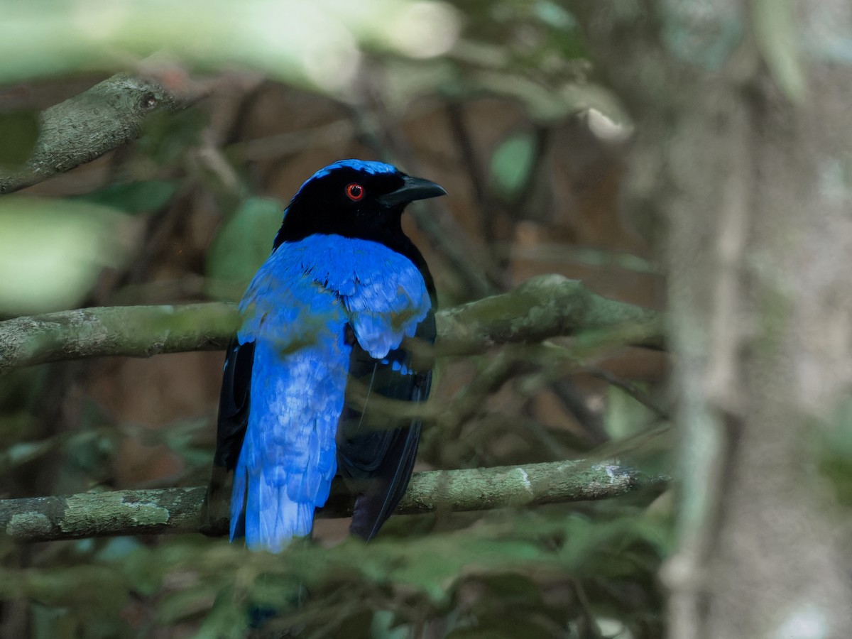 Asian Fairy-bluebird - ML638211107