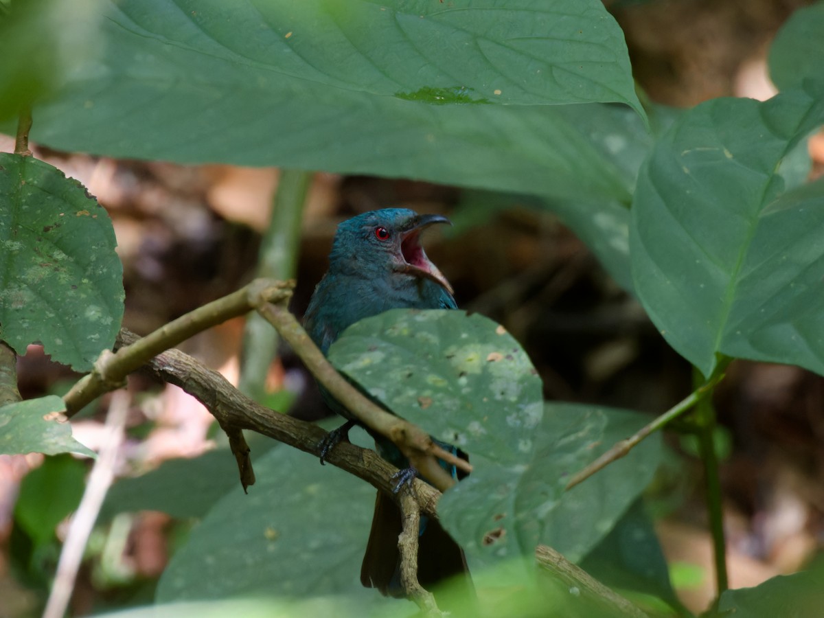 Asian Fairy-bluebird - ML638211108