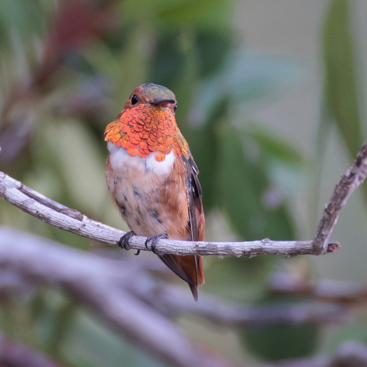 Allen's Hummingbird - ML638211115