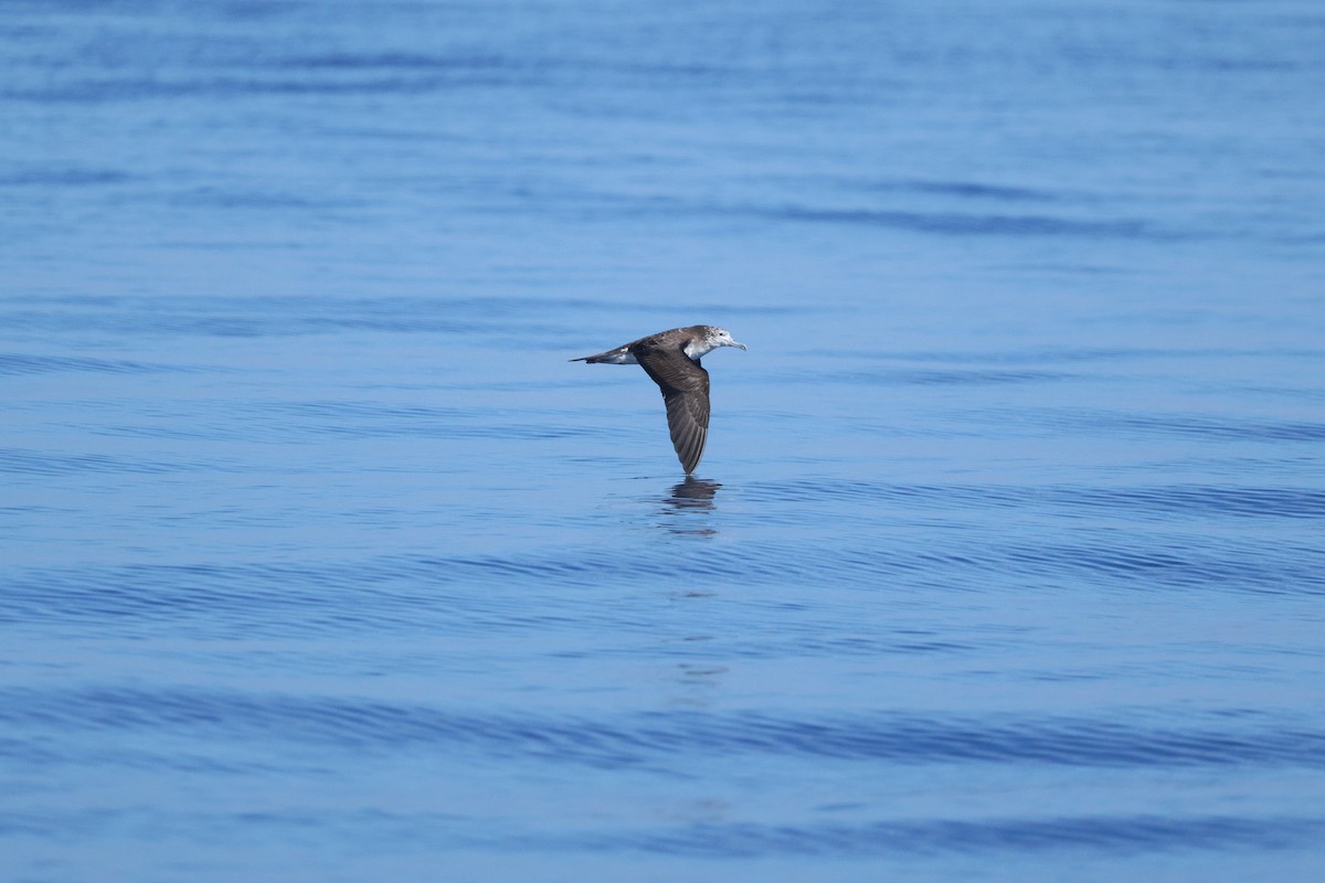 Streaked Shearwater - ML638211116
