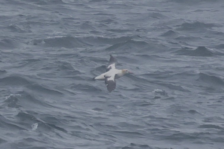 Short-tailed Albatross - ML638211118