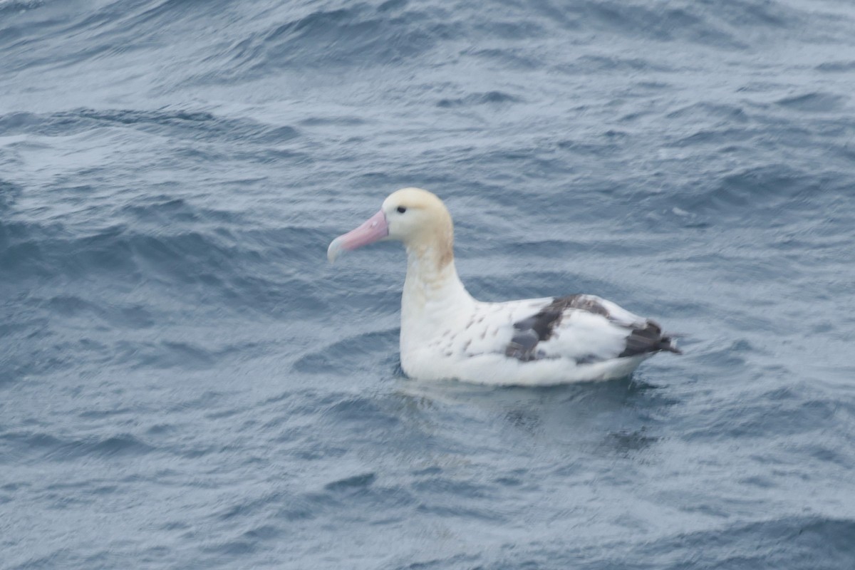Short-tailed Albatross - ML638211119