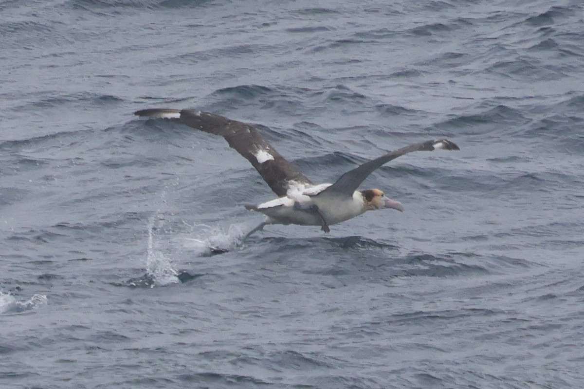 Short-tailed Albatross - ML638211120