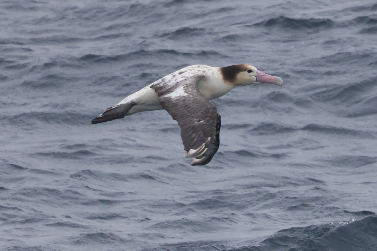 Short-tailed Albatross - ML638211122