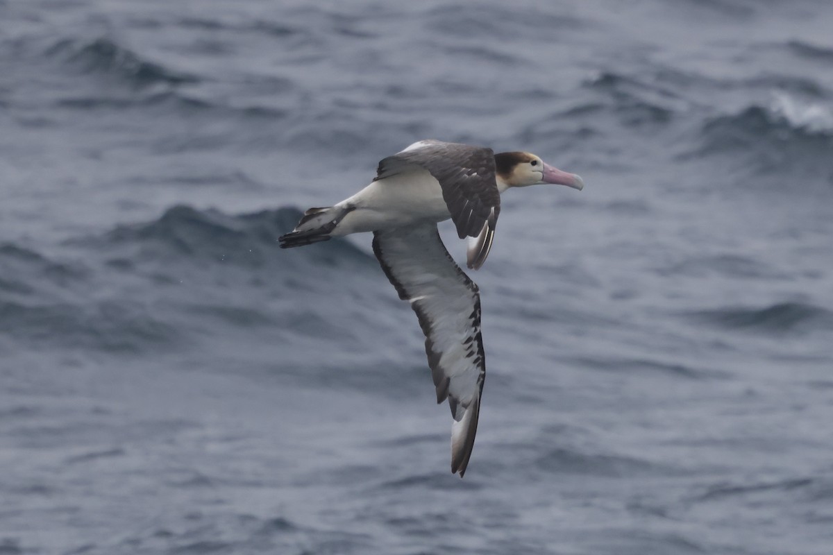 Short-tailed Albatross - ML638211123