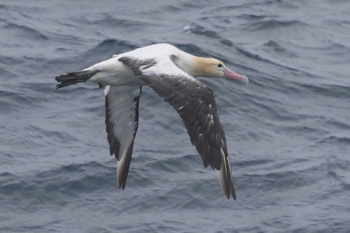 Short-tailed Albatross - ML638211124