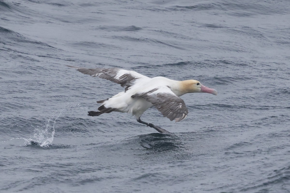 Short-tailed Albatross - ML638211125