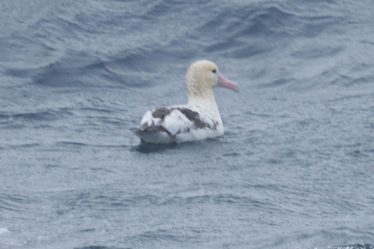 Short-tailed Albatross - ML638211126