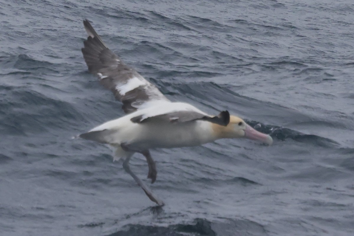 Short-tailed Albatross - ML638211127