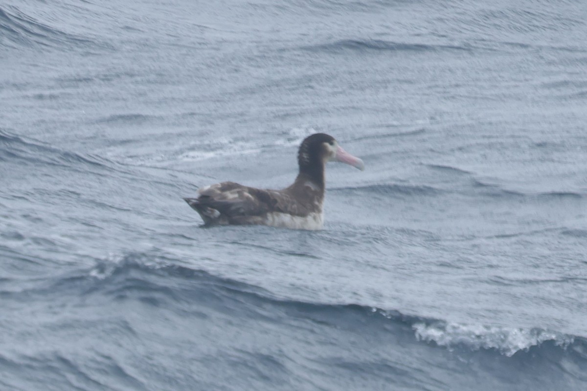 Short-tailed Albatross - ML638211128