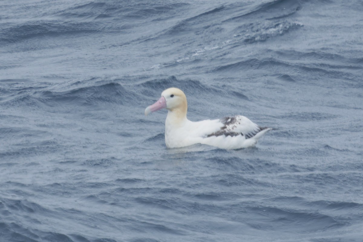 Short-tailed Albatross - ML638211129