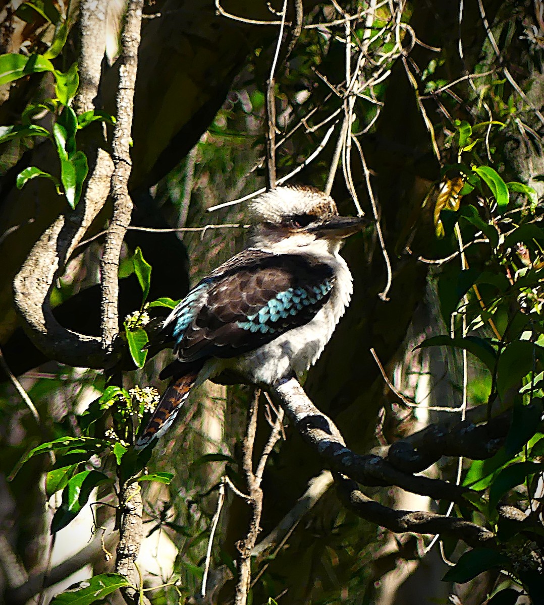 Laughing Kookaburra - ML638211131