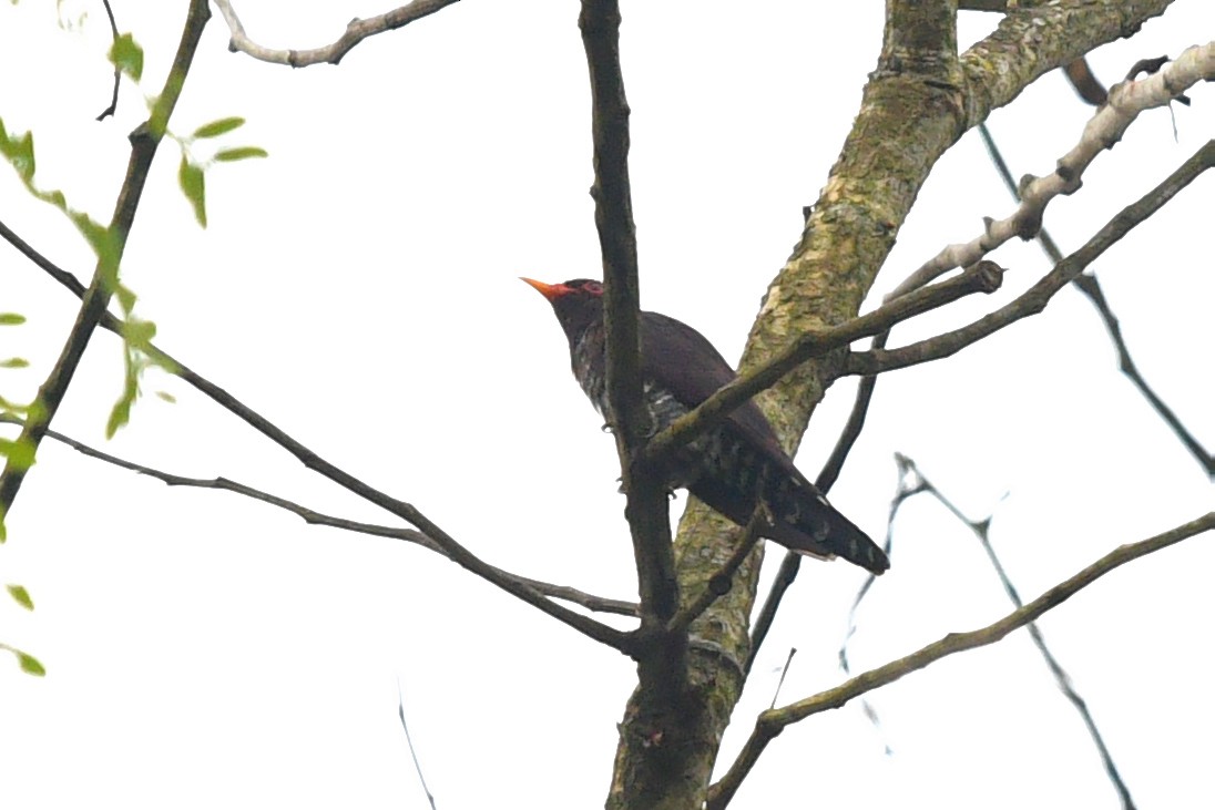 Violet Cuckoo - ML638211133