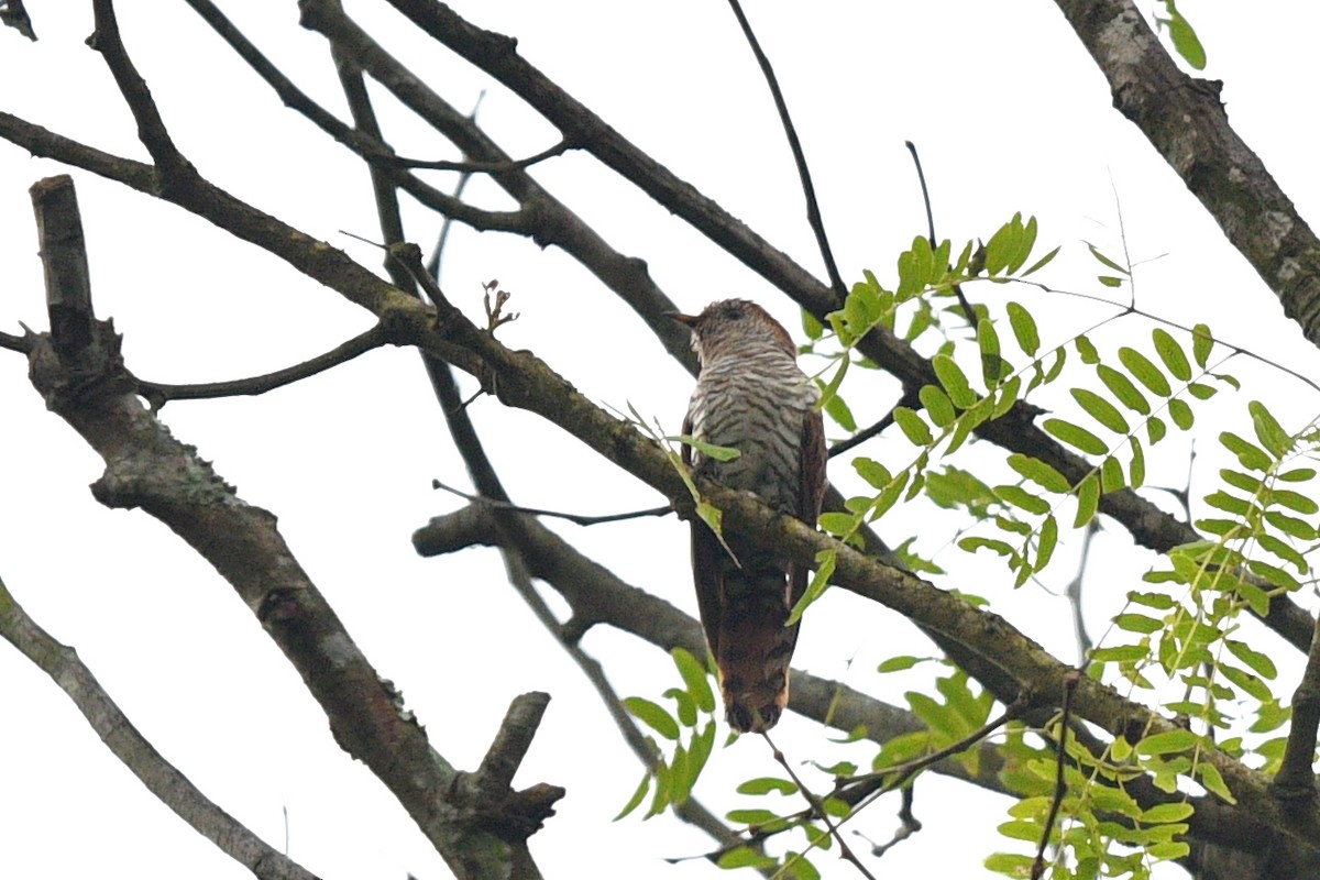 Violet Cuckoo - ML638211135