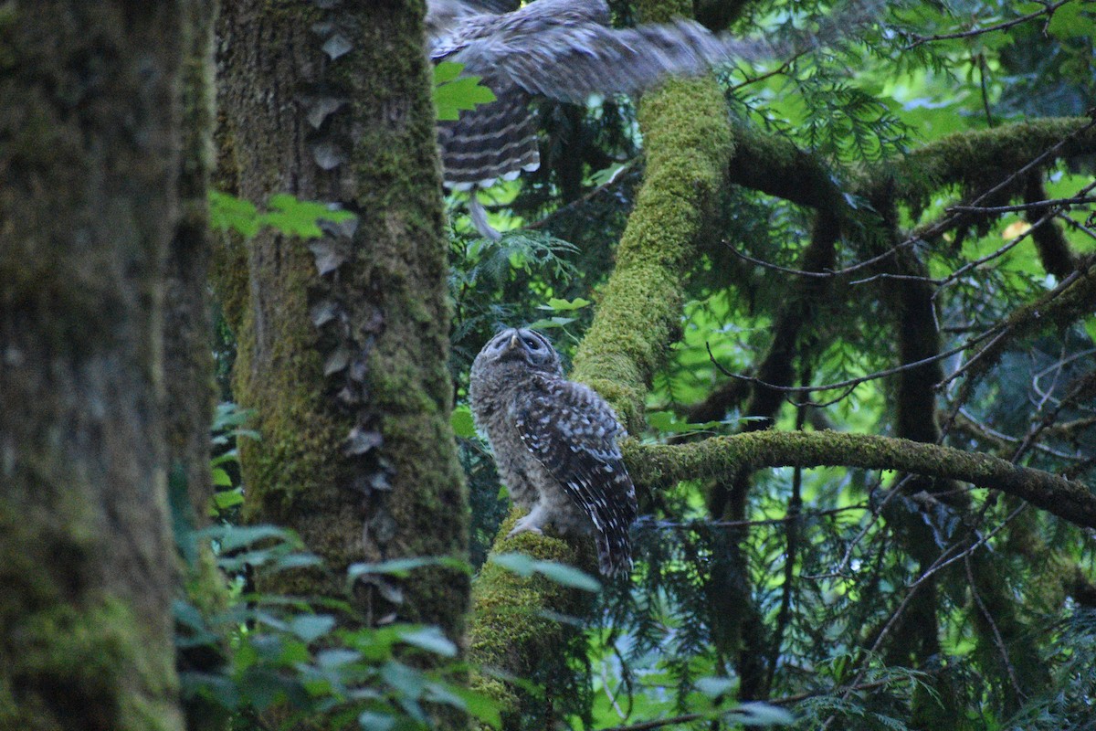 Barred Owl - ML638211148