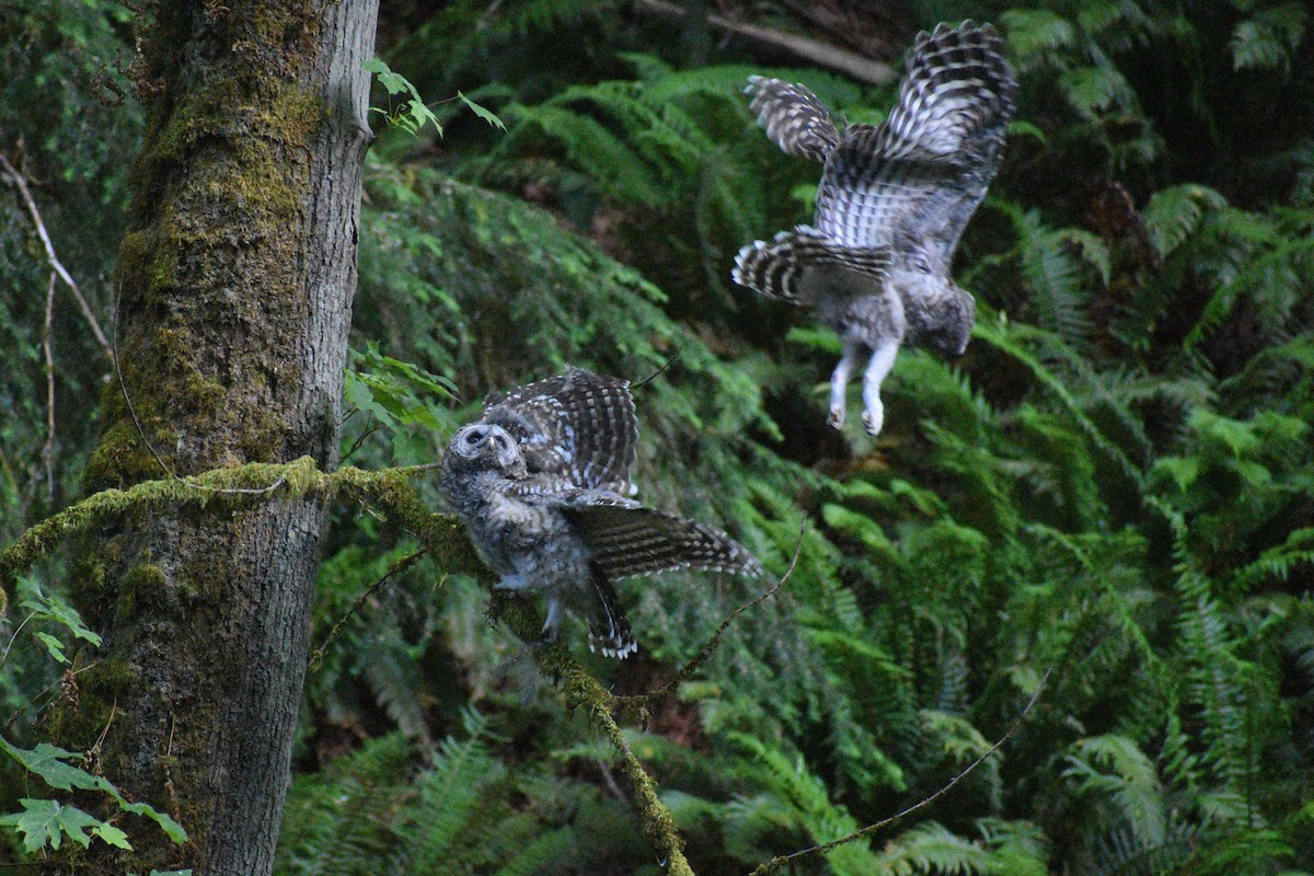 Barred Owl - ML638211149