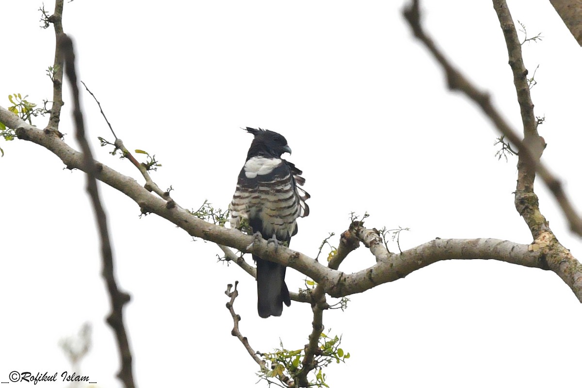 Black Baza - ML638211150