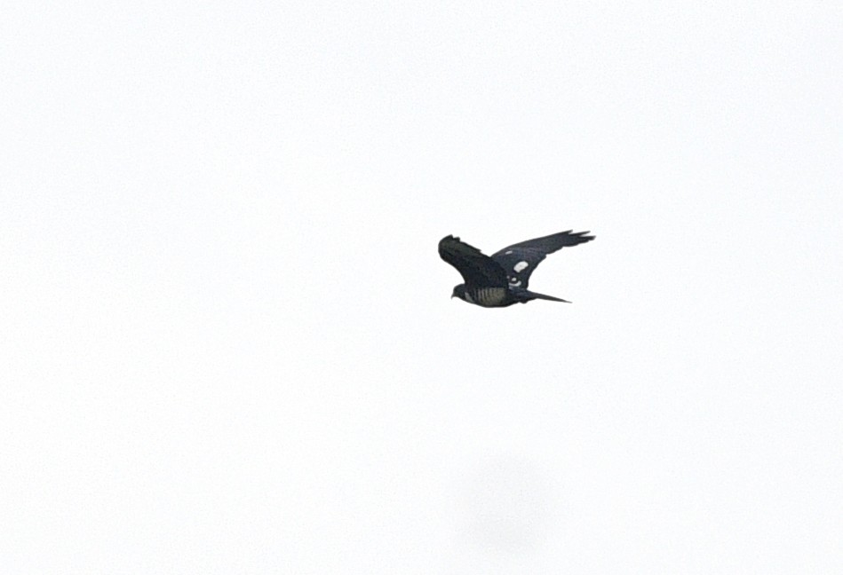 Black Baza - ML638211151