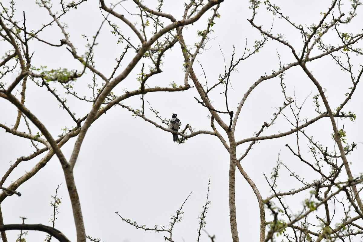 Black Baza - ML638211153