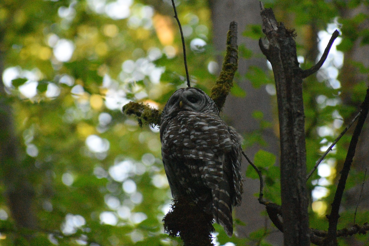 Barred Owl - ML638211154