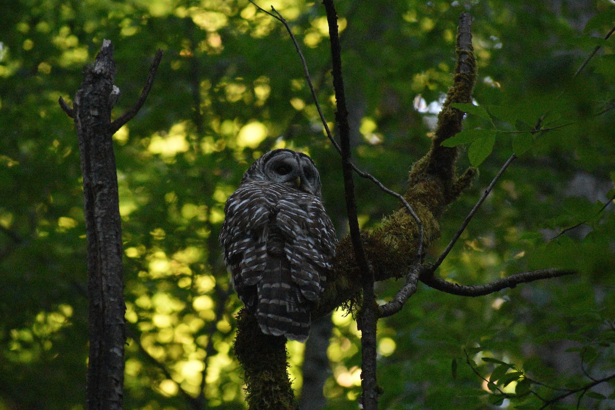 Barred Owl - ML638211155