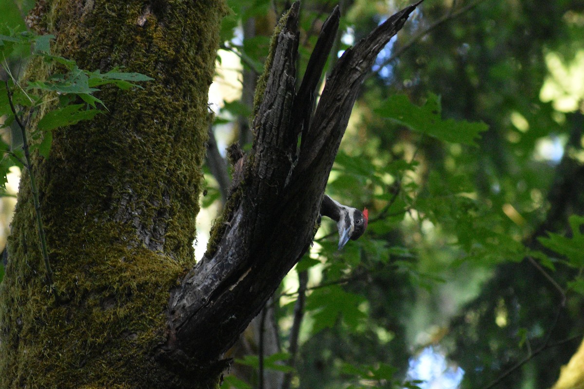 Pileated Woodpecker - ML638211158