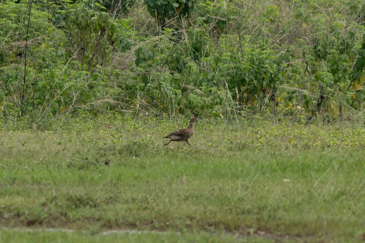 Gray Francolin - ML638211159
