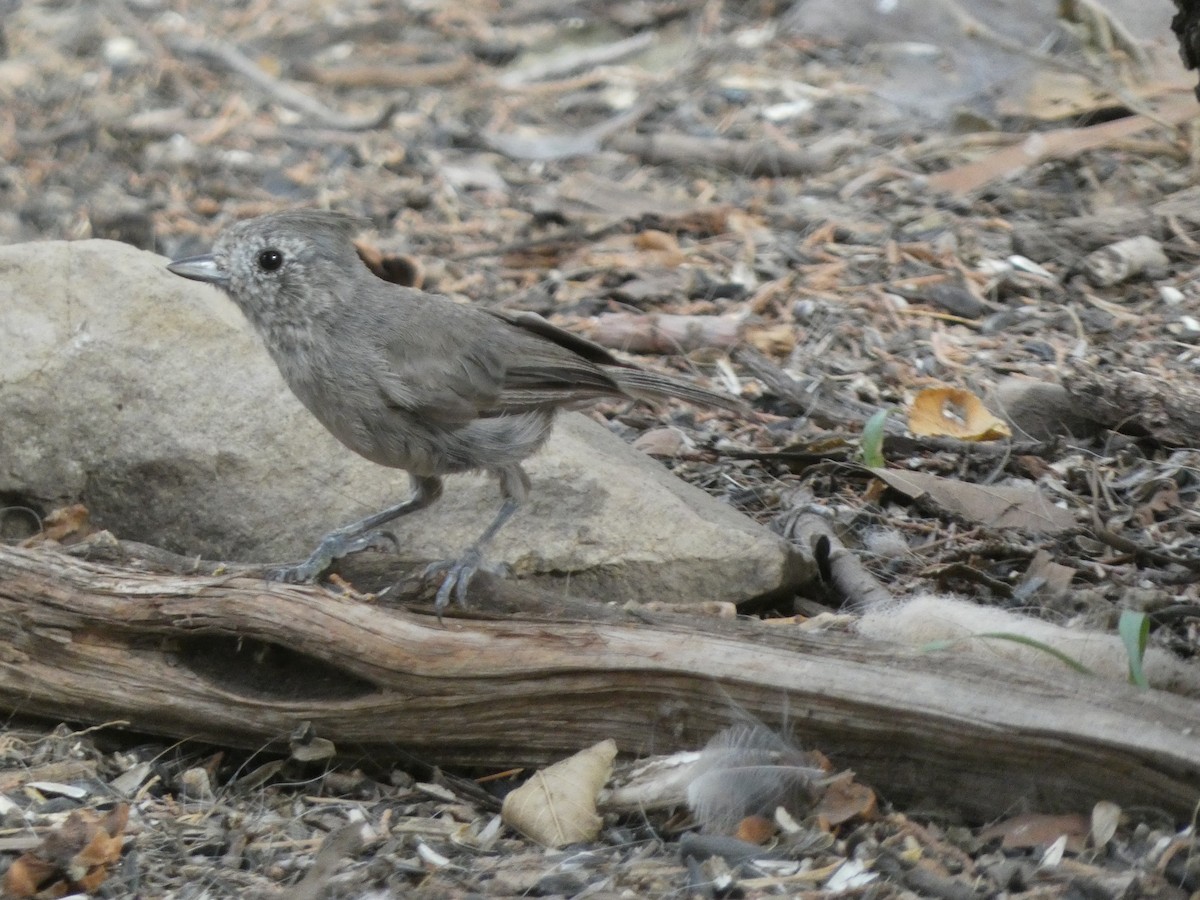 Juniper Titmouse - ML638211170