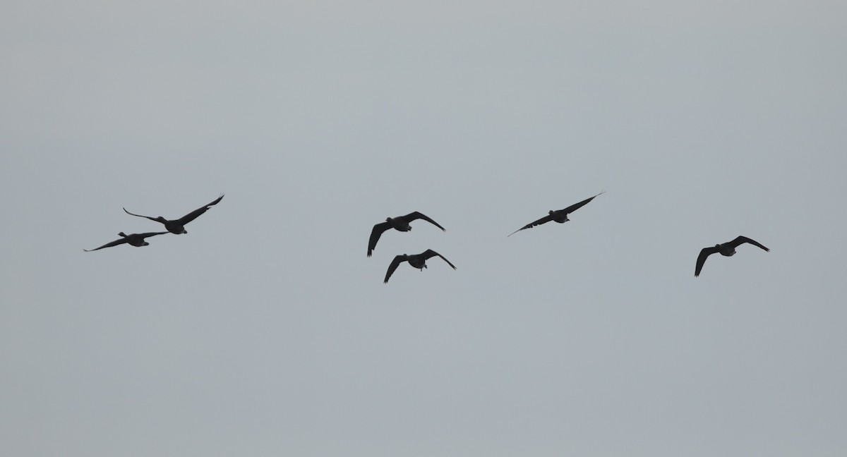Greater White-fronted Goose - ML638211173
