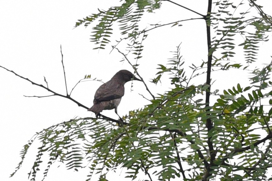 Spot-winged Starling - ML638211180