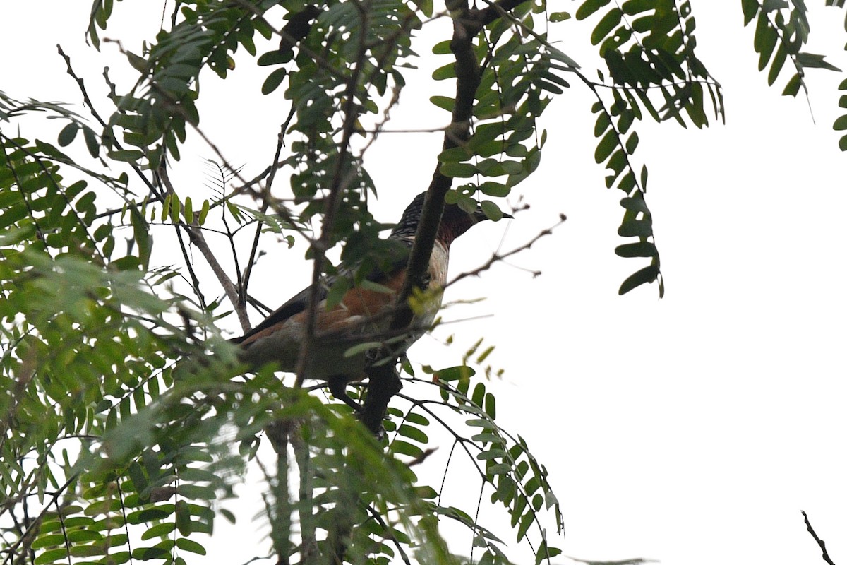 Spot-winged Starling - ML638211181