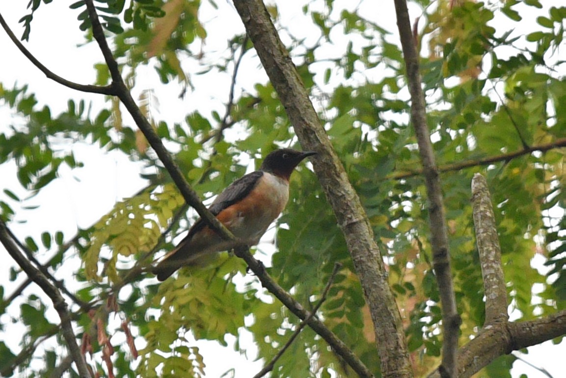 Spot-winged Starling - ML638211182