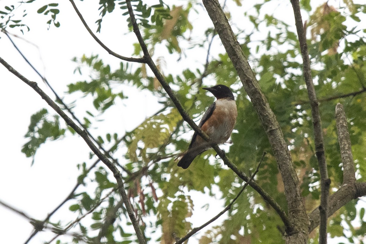 Spot-winged Starling - ML638211183