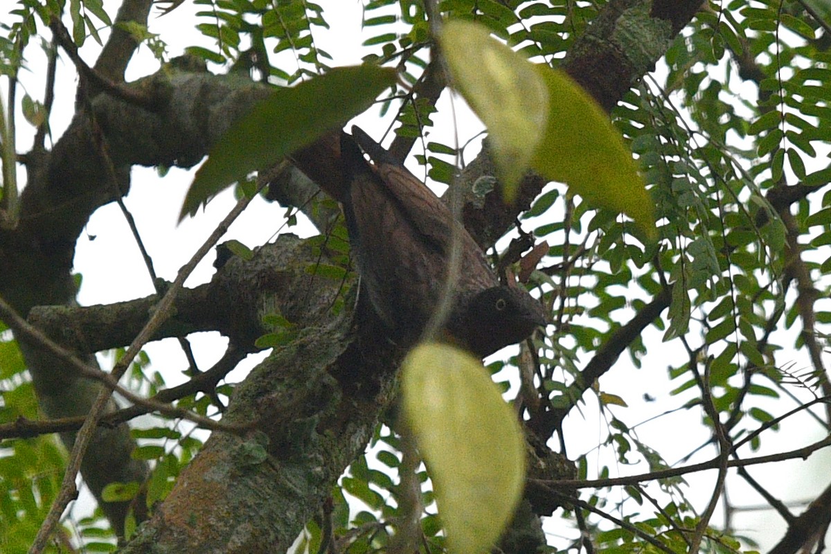 Spot-winged Starling - ML638211184