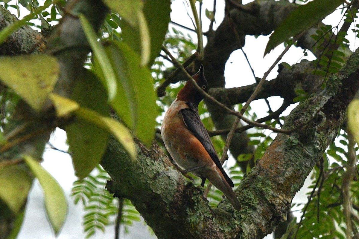 Spot-winged Starling - ML638211186