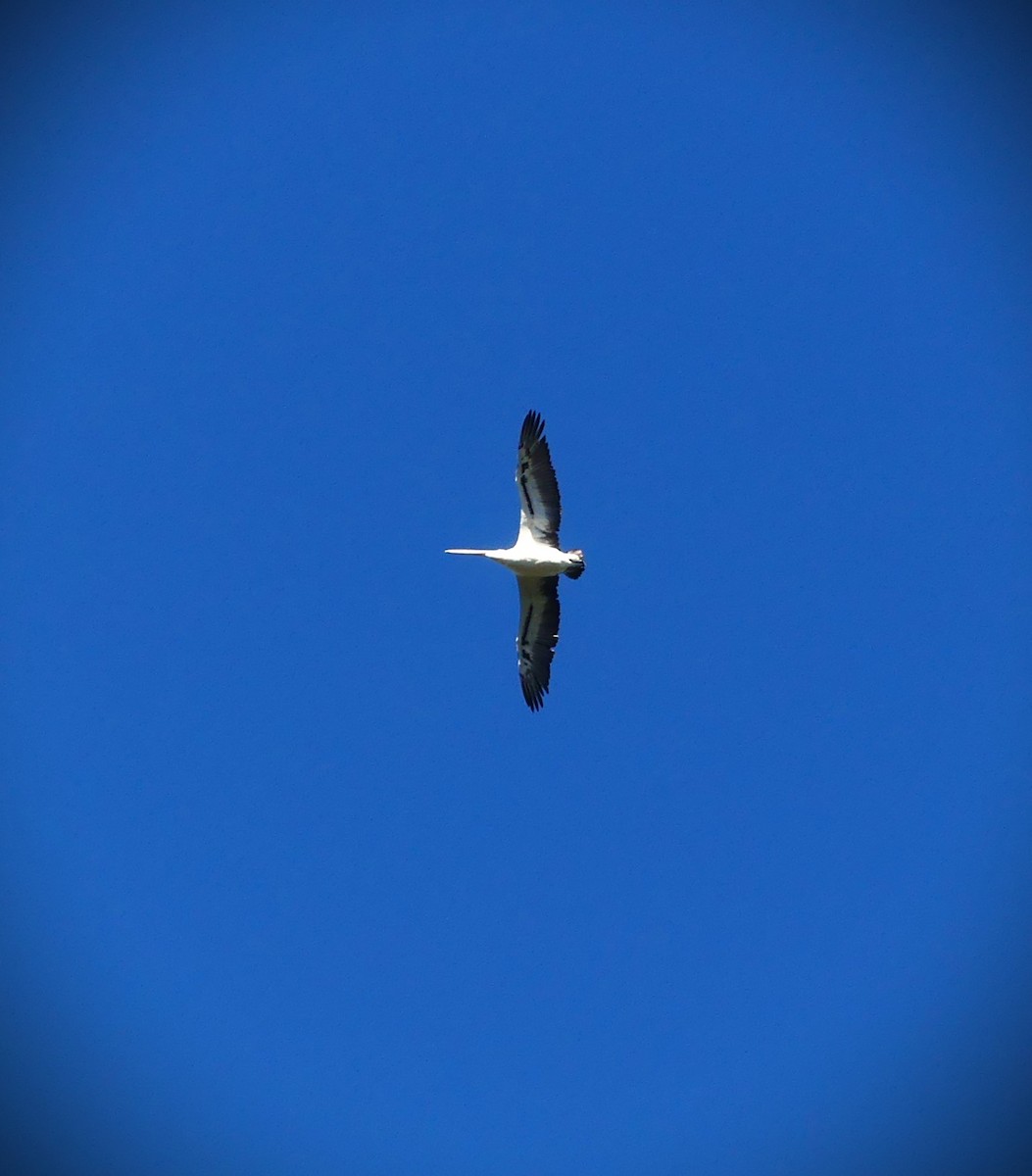 Australian Pelican - ML638211200