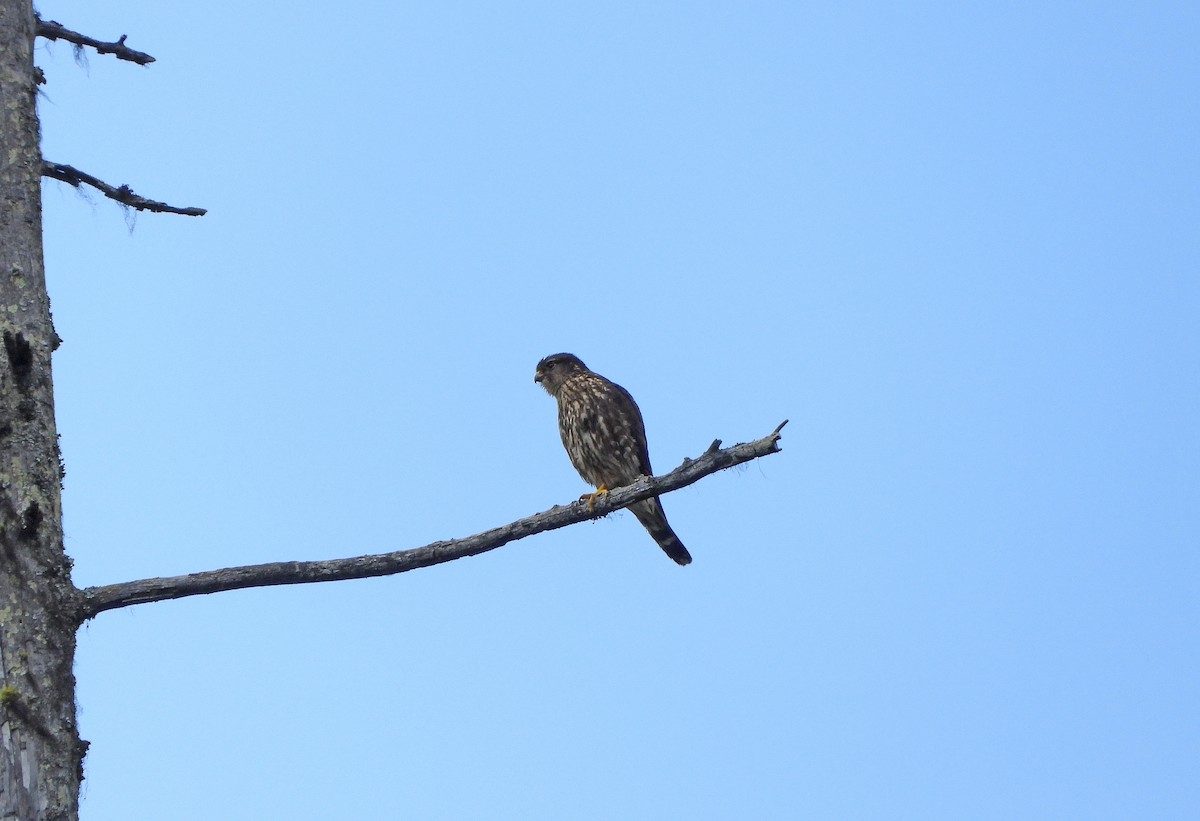 Merlin - ML638211215